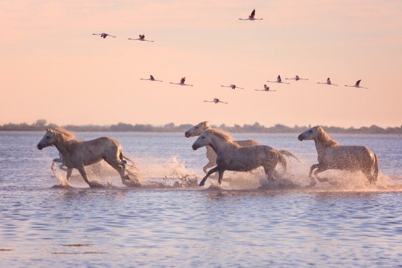 卡马尔格 Camargue